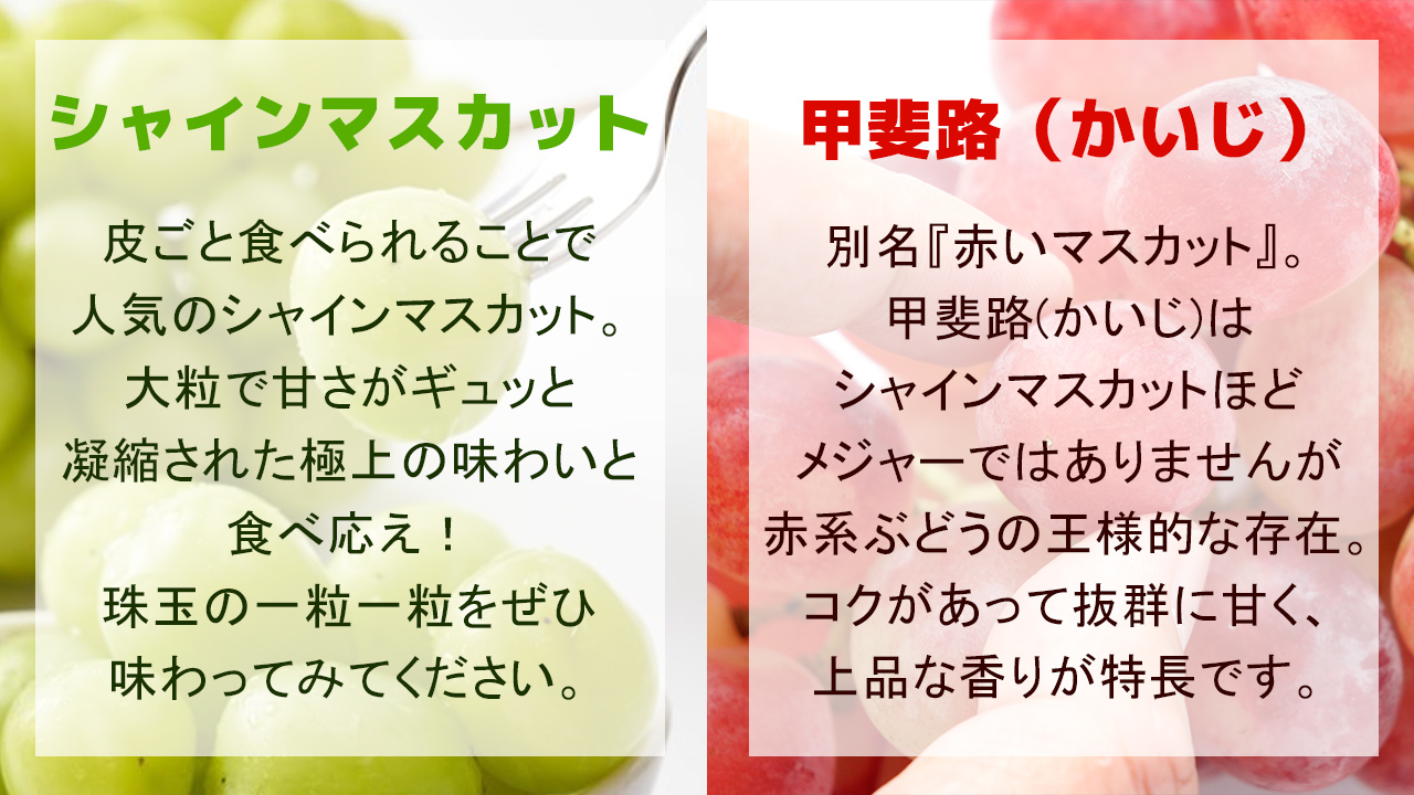 ぶどう うきはのマスカット食べ比べ シャインマスカット 甲斐路 産地直送農家の方たちから日本全国へ 九州の果物を旬の時期にお届けするサイト 産地の旬 各地の旬を集めお客様に喜ばれることを目指しています