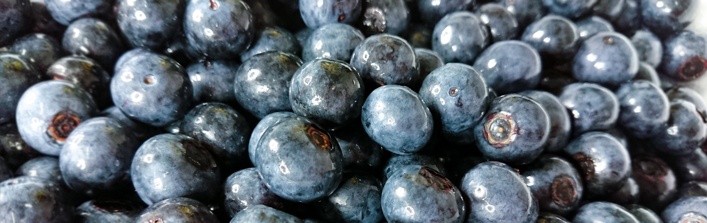 ブルーベリー御三家 ティフブルー 加工用