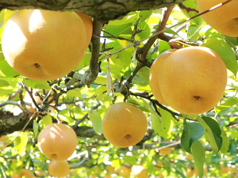 梨 うきはの水分たっぷりの梨【豊水（ほうすい）】。産地直送農家の方たちから日本全国へ  九州の果物を旬の時期にお届けするサイト「産地の旬」各地の旬を集めお客様に喜ばれることを目指しています。