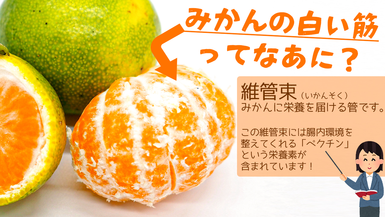 完全オーガニック 自然の甘みがぎゅっと詰まった佐藤さん家の有機栽培温州みかん Sサイズ 佐賀県鹿島市産