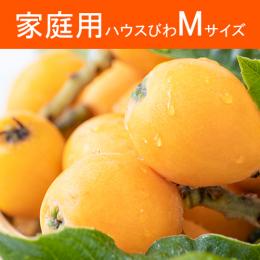 玄ちゃんのハウスびわ<br>家庭用Mサイズ・1キロ