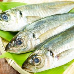 【長崎・上五島】五島の海から新鮮直送!鮮魚ボックス「今が旬セット」5キロ