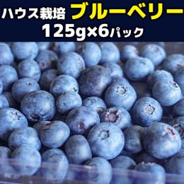 熊本県産 旬のブルーベリーをお届け!贈答用 ハウス栽培 ブルーベリー(125g×6パックセット)