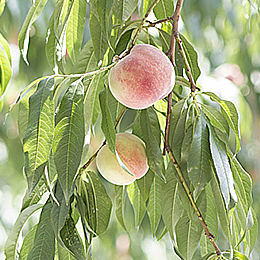 熊本産 川中島(白桃) 4kg