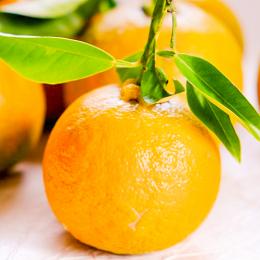 佐賀県鹿島産の橙(だいだい)【無農薬】佐藤さん家の有機だいだい　